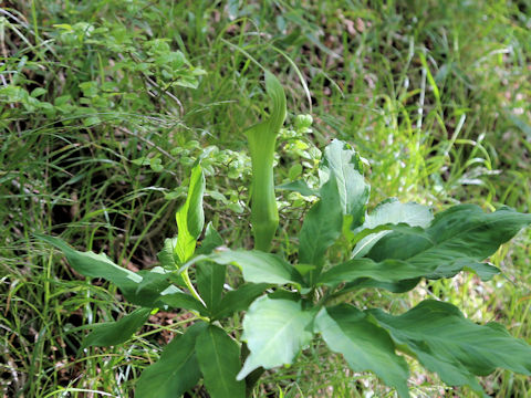 Arisaema unzenense