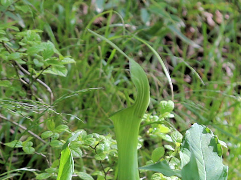 Arisaema unzenense