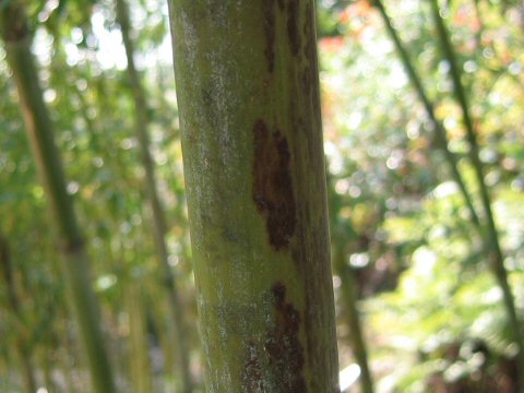 Phyllostachys nigra f. boryana