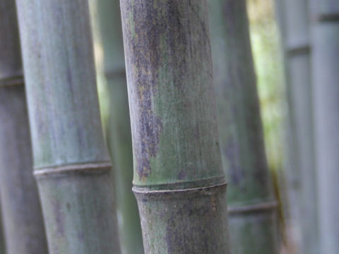 Phyllostachys nigra f. boryana