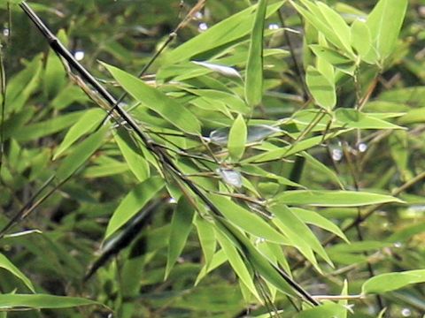 Phyllostachys nigra f. boryana