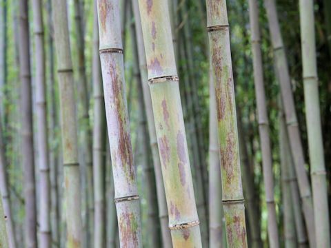 Phyllostachys nigra f. boryana