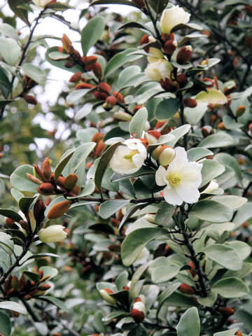 Michelia yunnanensis