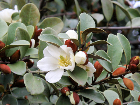 Michelia yunnanensis