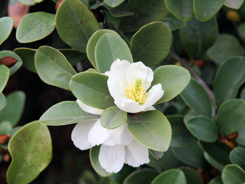 Michelia yunnanensis