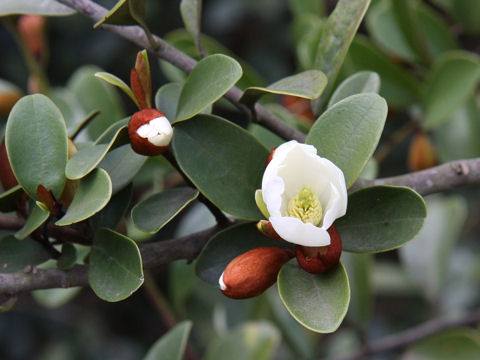 Michelia yunnanensis