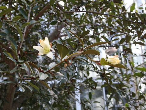 Michelia yunnanensis