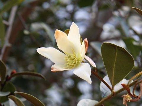 Michelia yunnanensis