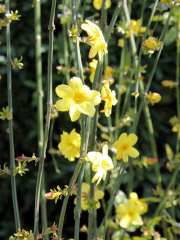 Jasminum mesnyi