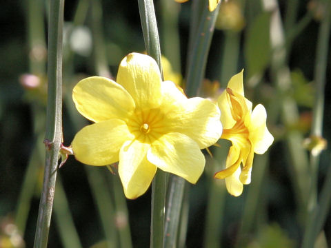 Jasminum mesnyi