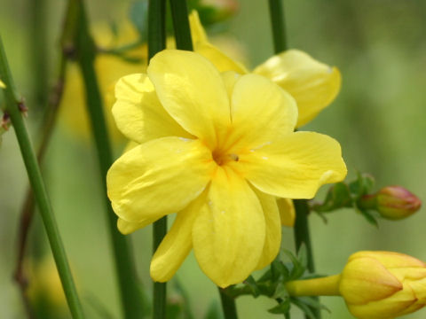 Jasminum mesnyi