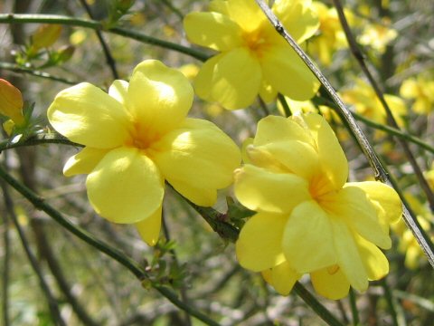 Jasminum mesnyi