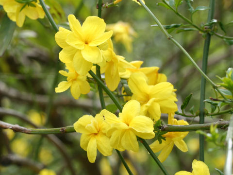 Jasminum mesnyi