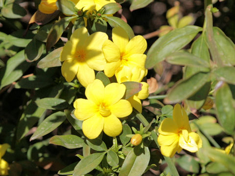 Jasminum mesnyi