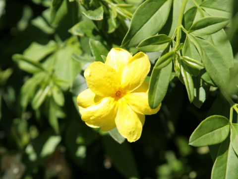 Jasminum mesnyi