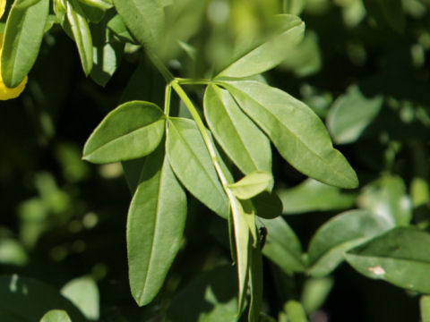 Jasminum mesnyi