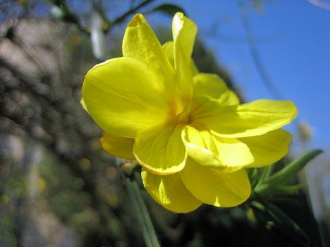 Jasminum mesnyi