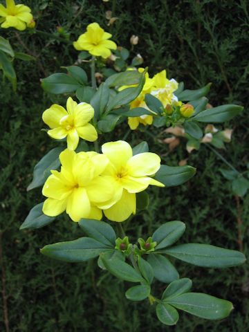 Jasminum mesnyi