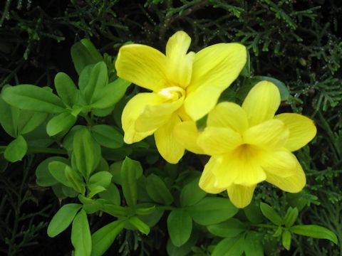 Jasminum mesnyi