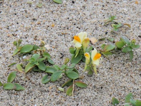 Linaria japonica