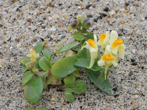 Linaria japonica