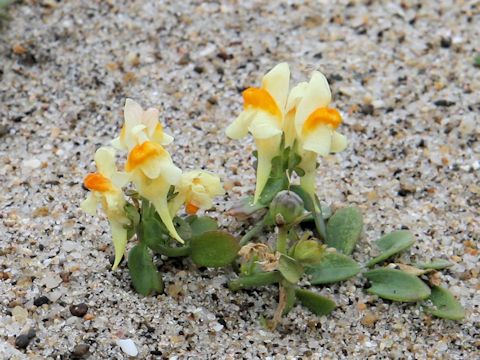 Linaria japonica