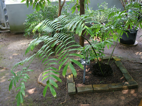 Angiopteris yunnanensis