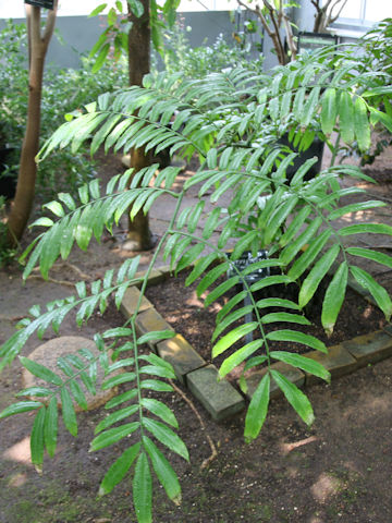 Angiopteris yunnanensis