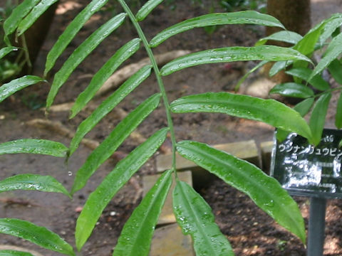 Angiopteris yunnanensis