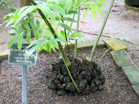 Angiopteris yunnanensis