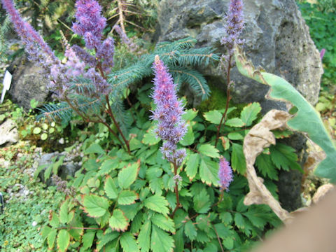 Astilbe yunnanensis