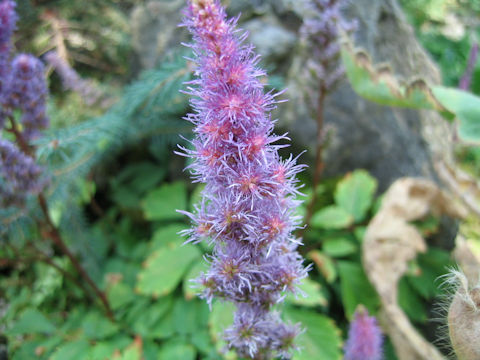 Astilbe yunnanensis