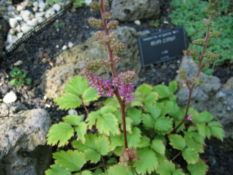 Astilbe yunnanensis