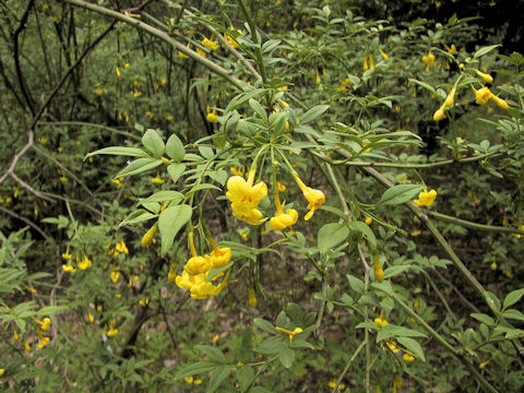 Jasminum humile var. glabrum