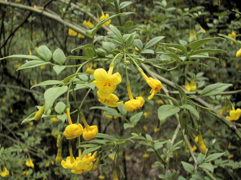 Jasminum humile var. glabrum