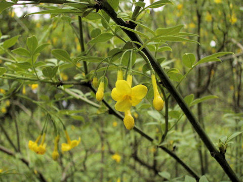 Jasminum humile var. glabrum