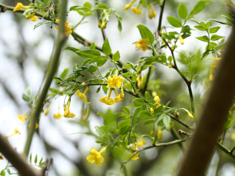 Jasminum humile var. glabrum