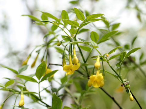 Jasminum humile var. glabrum