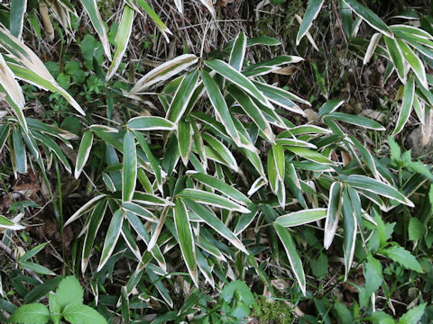 Sasa gracillima