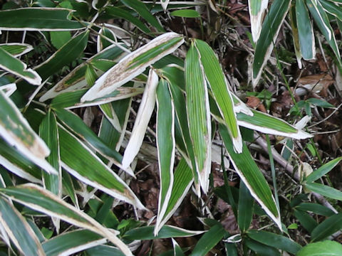 Sasa gracillima