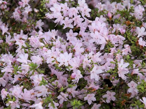 Rhododendron serpyllifolium