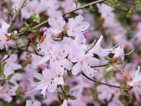 Rhododendron serpyllifolium