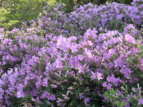 Rhododendron serpyllifolium