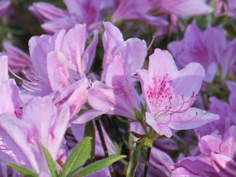 Rhododendron serpyllifolium