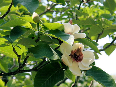 Magnolia x wieseneri