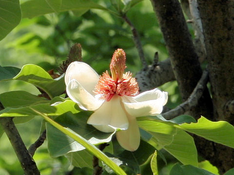 Magnolia x wieseneri