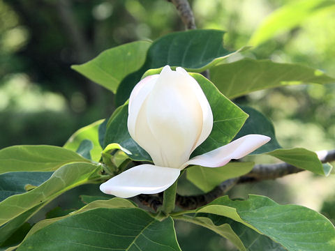 Magnolia x wieseneri