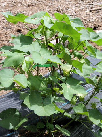 Gossypium hirsutum