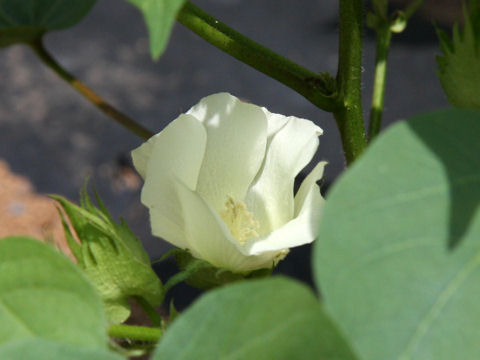 Gossypium hirsutum