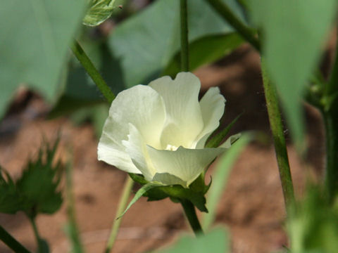 Gossypium hirsutum